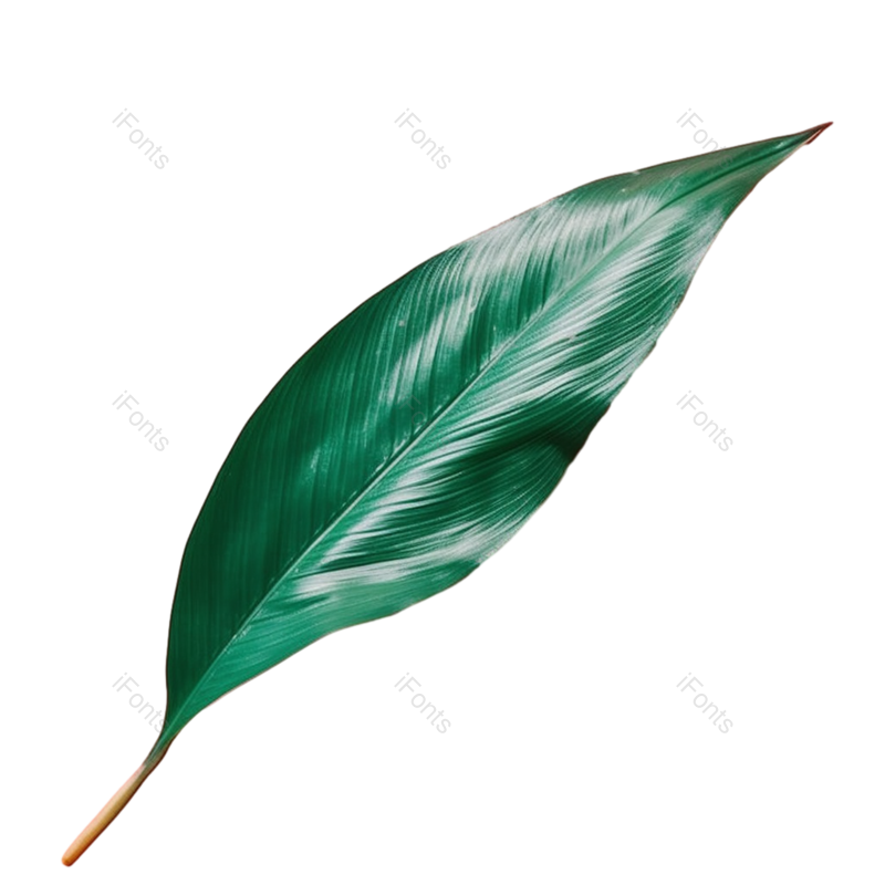 叶子图片,户外元素,摄影PNG,抽象免抠素材